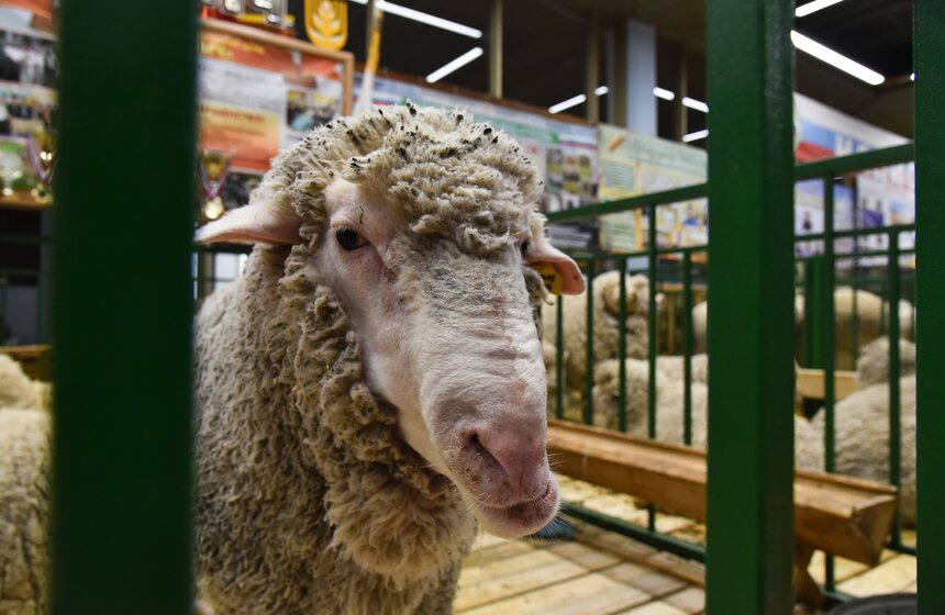 Множество интересностей ожидает посетителей на площадке "Семейная ферма"