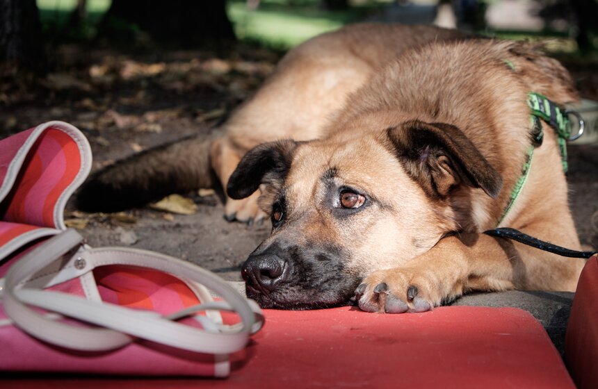 Фестиваль "Домой" в парке "Красная Пресня" 17 фото