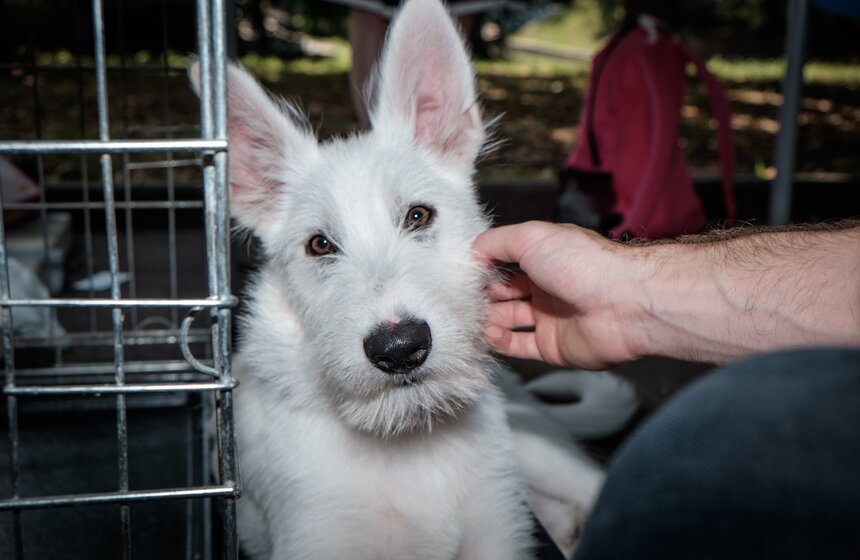 Фестиваль "Домой" в парке "Красная Пресня" 19 фото
