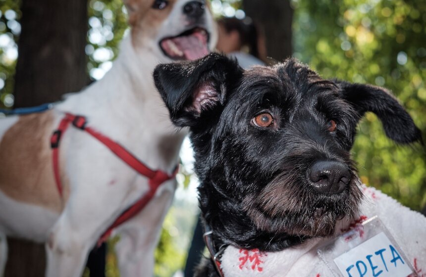 Фестиваль "Домой" в парке "Красная Пресня" 4 фото