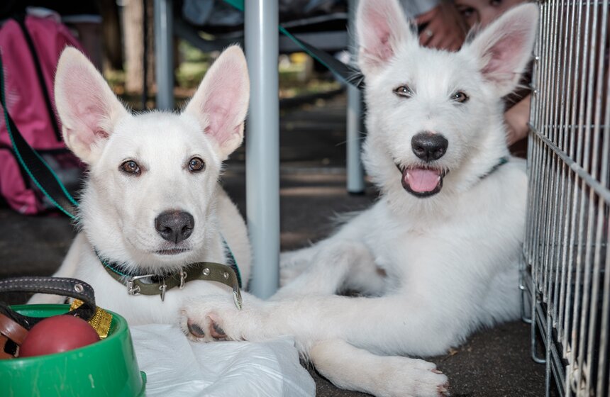 Фестиваль "Домой" в парке "Красная Пресня" 2 фото