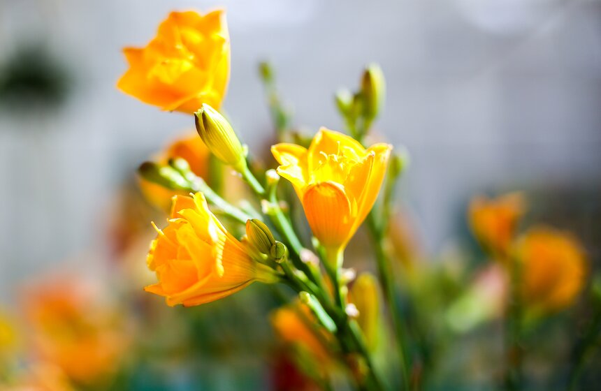 Выставка лилейников прошла в "Аптекарском огороде" 14 фото