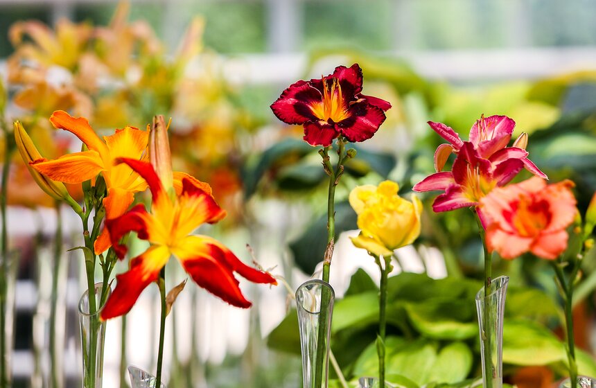 Выставка лилейников прошла в "Аптекарском огороде" 5 фото