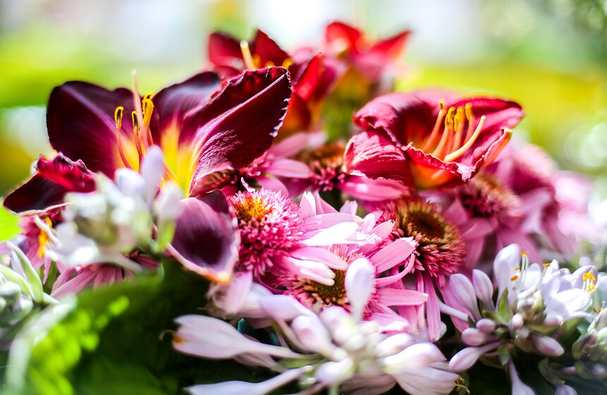 Выставка лилейников прошла в "Аптекарском огороде" 11 фото