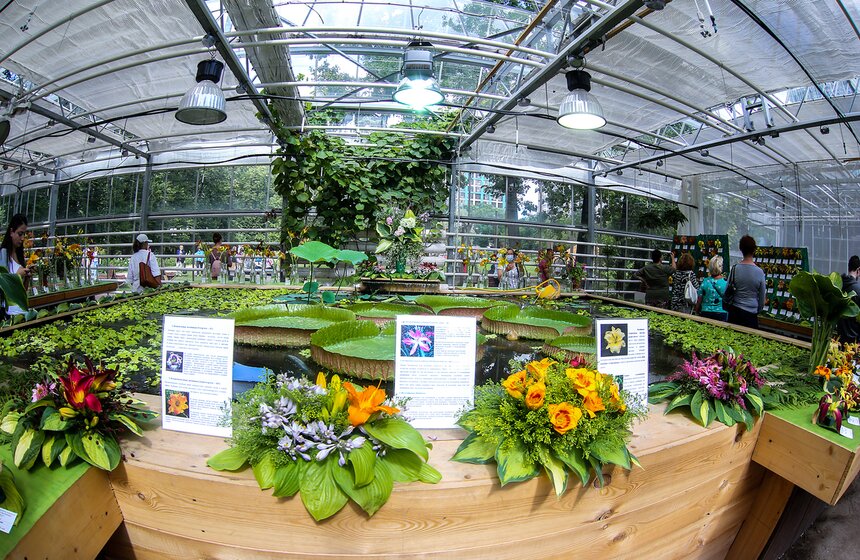 Выставка лилейников прошла в "Аптекарском огороде" 9 фото