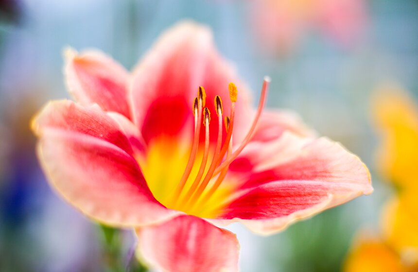 Выставка лилейников прошла в "Аптекарском огороде" 18 фото