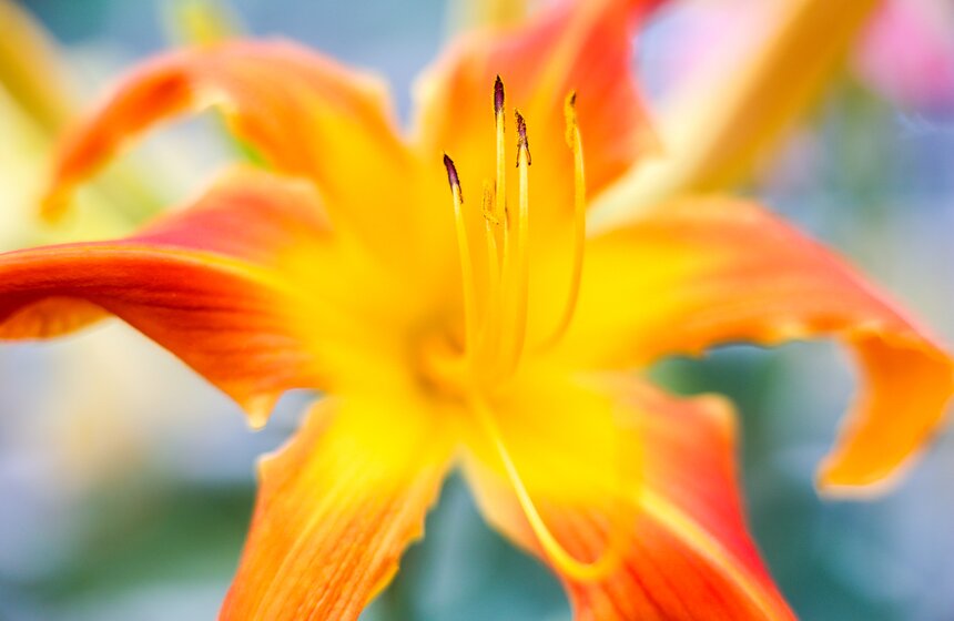 Выставка лилейников прошла в "Аптекарском огороде" 4 фото