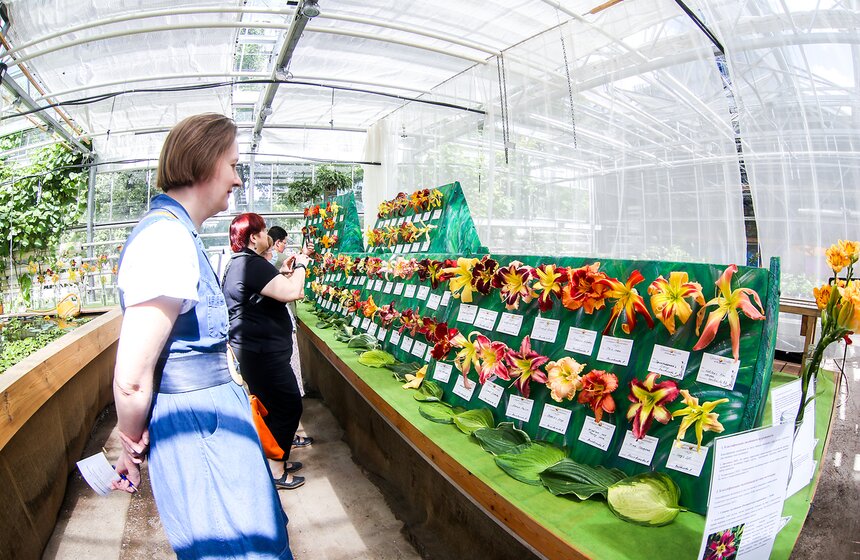 Выставка лилейников прошла в "Аптекарском огороде" 3 фото