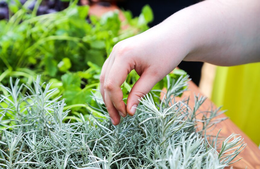 "Сенсорный сад пяти чувств" открылся в столице 14 фото