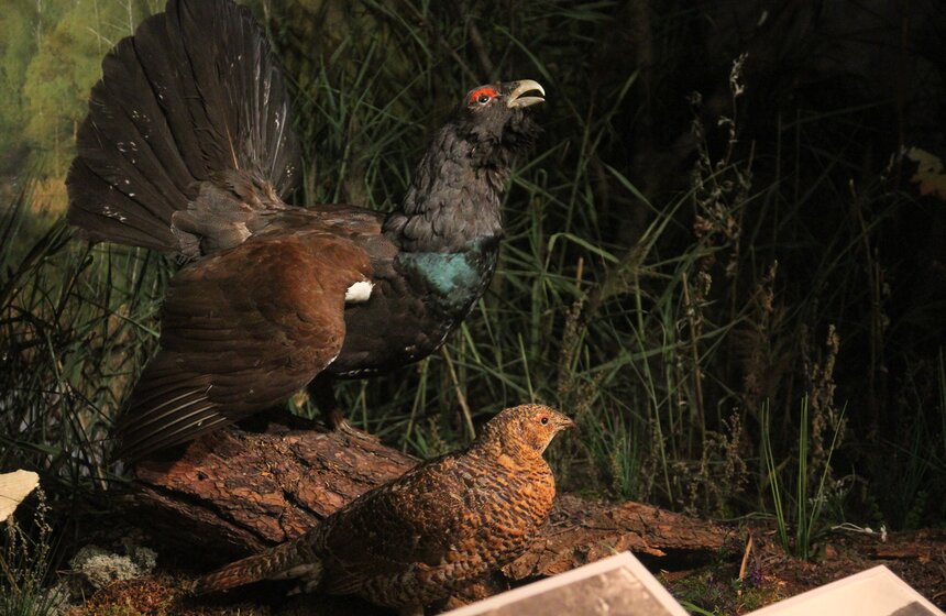 Выставка "С ружьем и лирой" открылась в столичном музее 17 фото