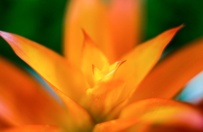 Международная выставка "Цветы–2017" на ВДНХ 30 фото