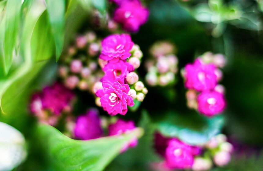 Международная выставка "Цветы–2017" на ВДНХ 29 фото