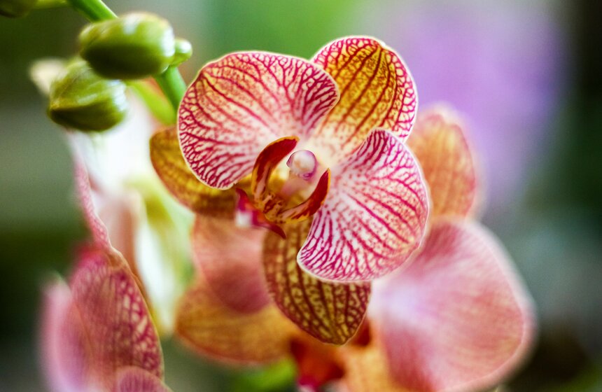 Международная выставка "Цветы–2017" на ВДНХ 28 фото