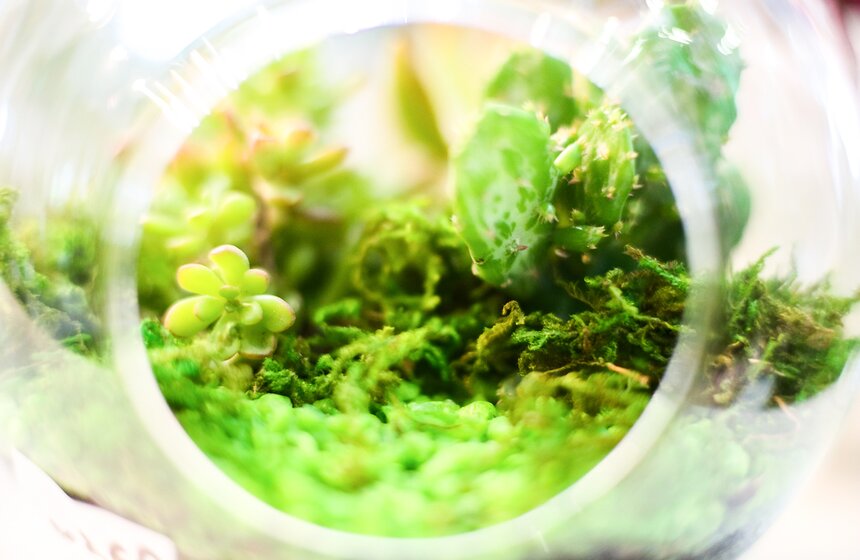 Международная выставка "Цветы–2017" на ВДНХ 31 фото