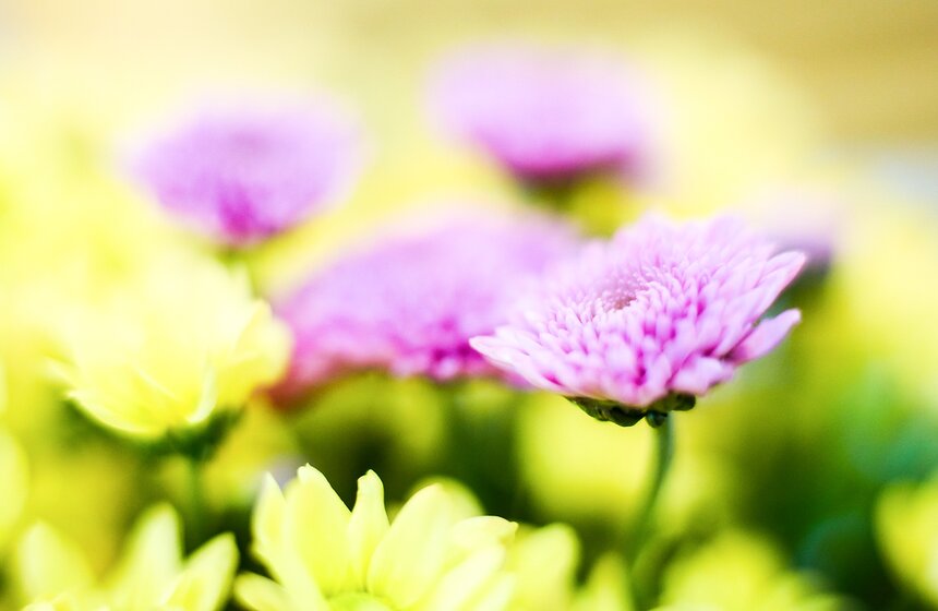 Международная выставка "Цветы–2017" на ВДНХ 18 фото