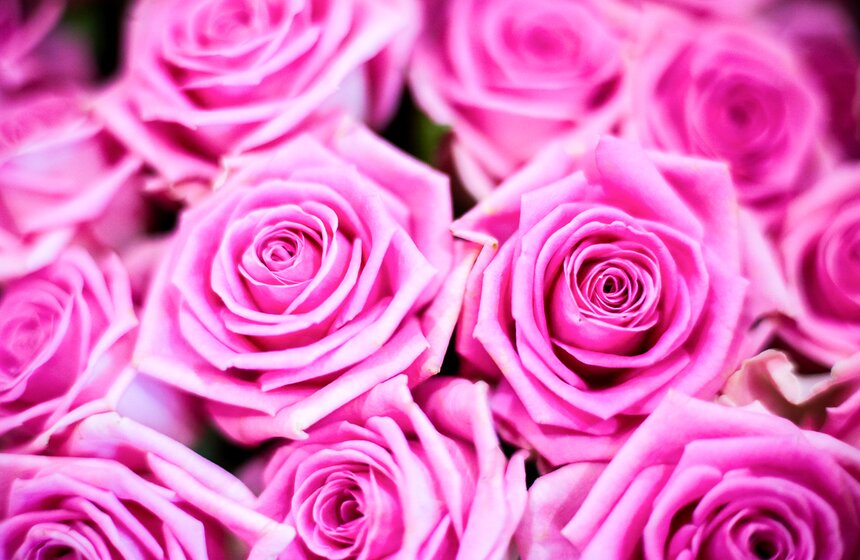 Международная выставка "Цветы–2017" на ВДНХ 17 фото