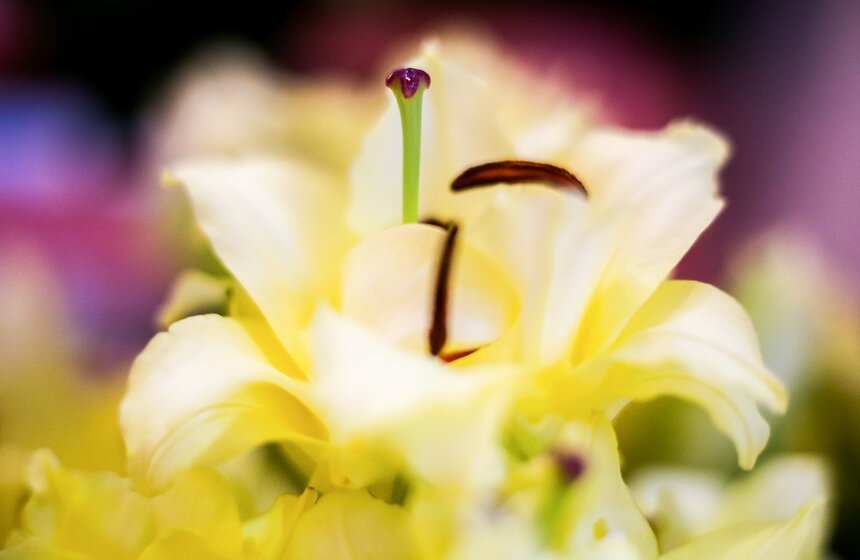 Международная выставка "Цветы–2017" на ВДНХ 16 фото