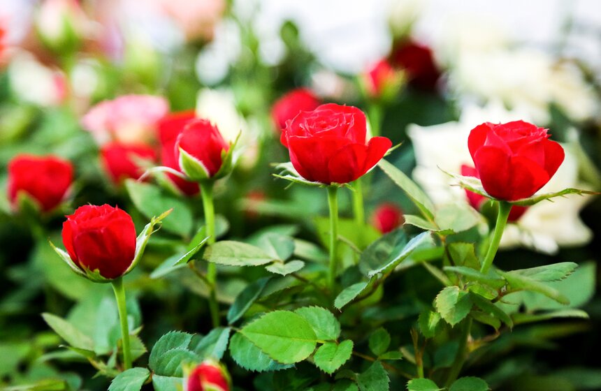 Международная выставка "Цветы–2017" на ВДНХ 20 фото