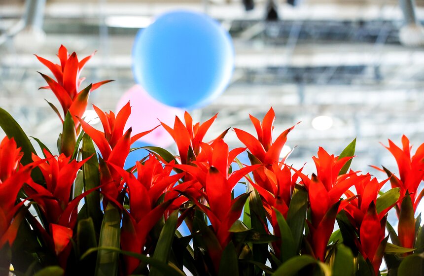 Международная выставка "Цветы–2017" на ВДНХ 23 фото