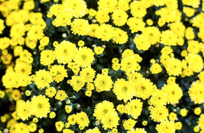 Международная выставка "Цветы–2017" на ВДНХ 22 фото