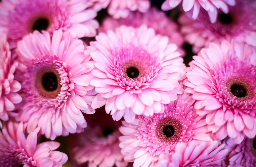 Международная выставка "Цветы–2017" на ВДНХ 11 фото