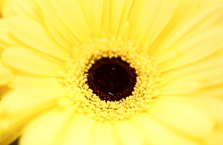 Международная выставка "Цветы–2017" на ВДНХ 12 фото