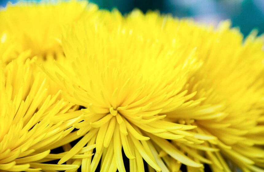 Международная выставка "Цветы–2017" на ВДНХ 5 фото