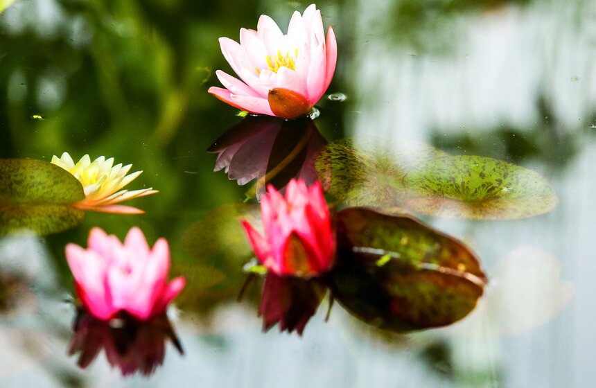 Международная выставка "Цветы–2017" на ВДНХ 2 фото