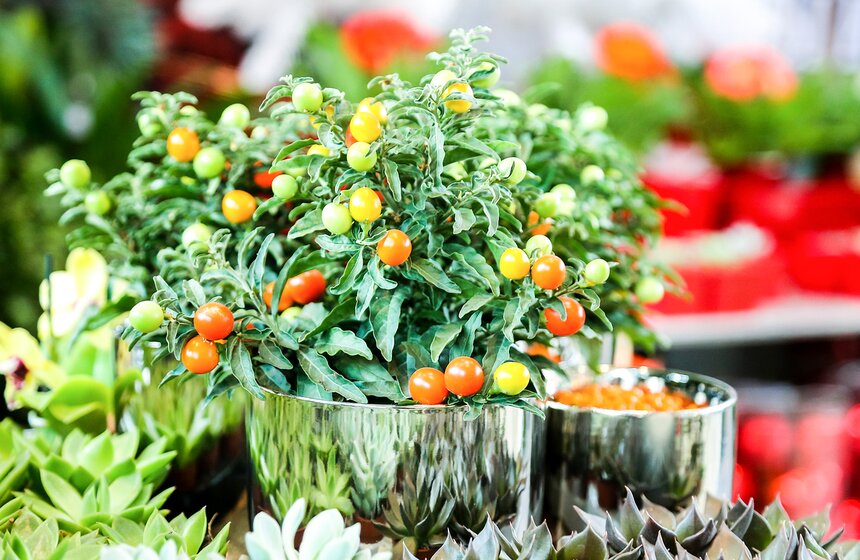 Международная выставка "Цветы–2017" на ВДНХ 8 фото