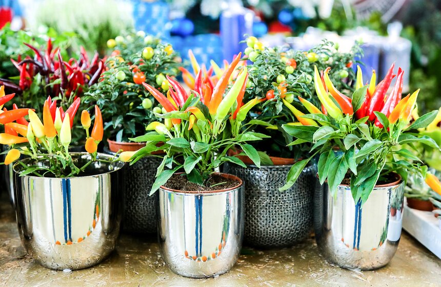 Международная выставка "Цветы–2017" на ВДНХ 9 фото