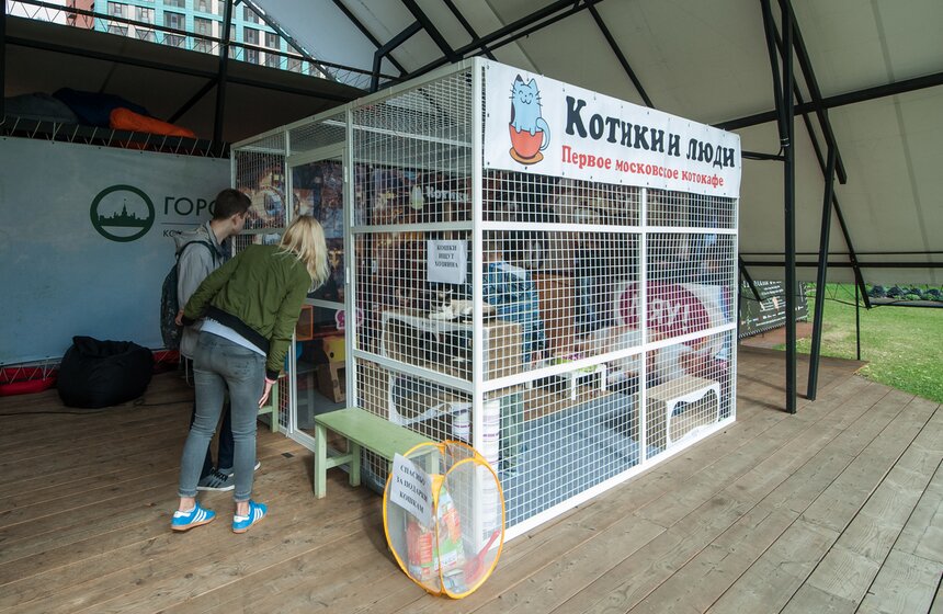 В Аптекарском огороде открылось котокафе "Котики и люди" 13 фото