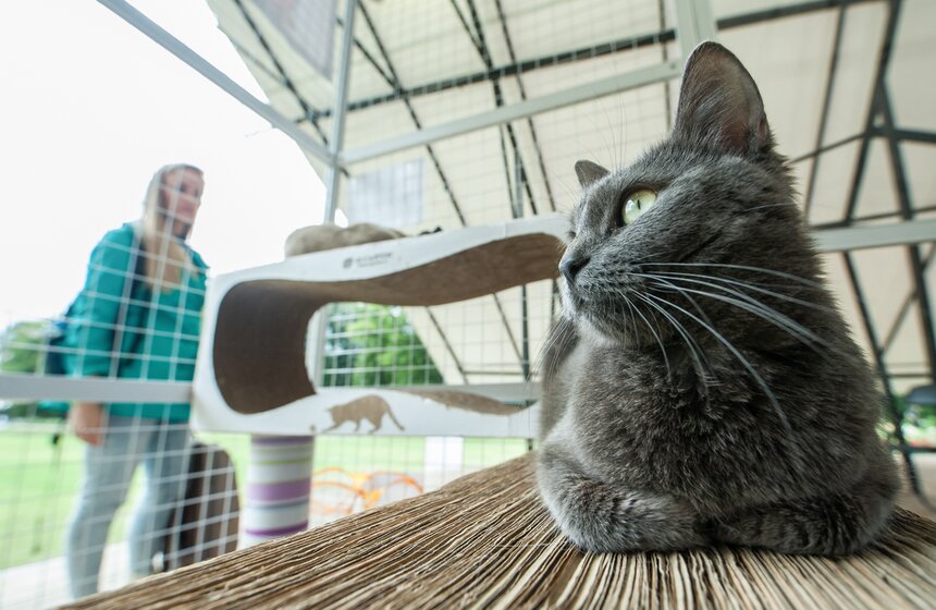 В Аптекарском огороде открылось котокафе "Котики и люди" 6 фото