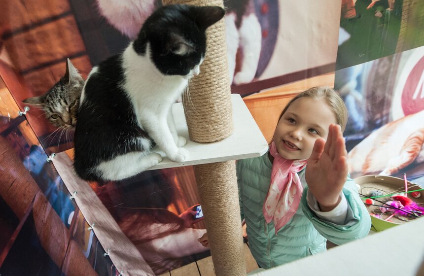 В Аптекарском огороде открылось котокафе "Котики и люди" 8 фото