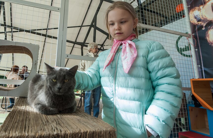 В Аптекарском огороде открылось котокафе "Котики и люди" 10 фото