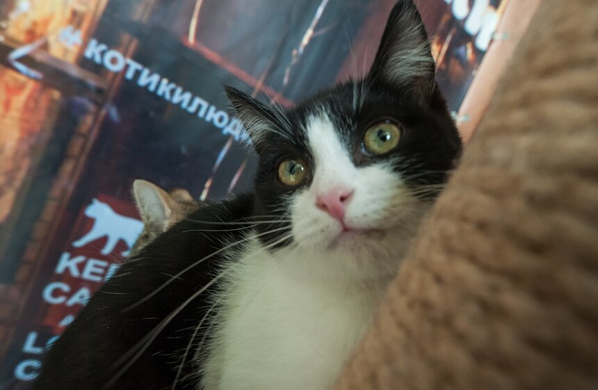 В Аптекарском огороде открылось котокафе "Котики и люди" 9 фото