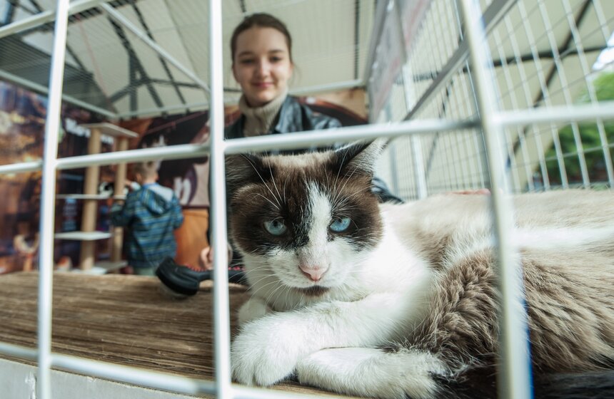 В Аптекарском огороде открылось котокафе "Котики и люди" 12 фото