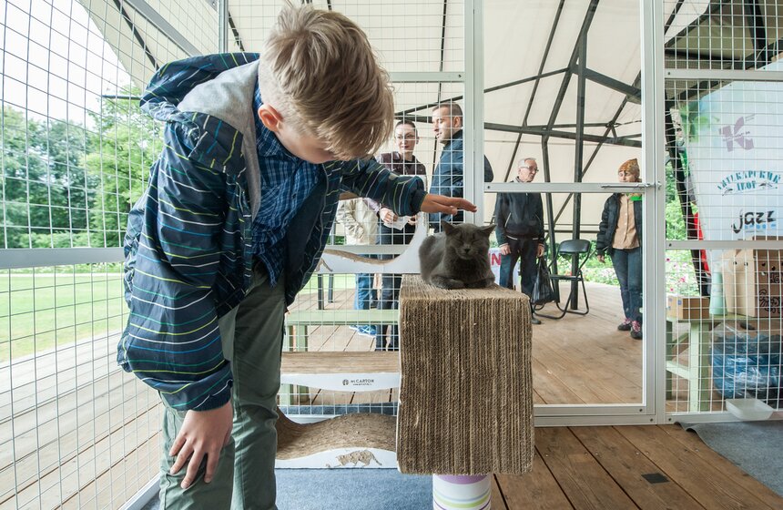 В Аптекарском огороде открылось котокафе "Котики и люди" 4 фото