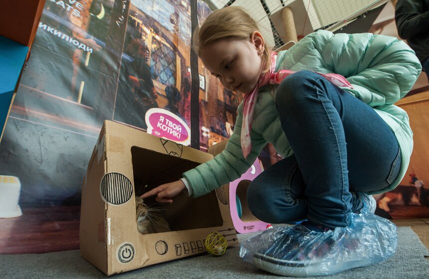 В Аптекарском огороде открылось котокафе "Котики и люди" 2 фото