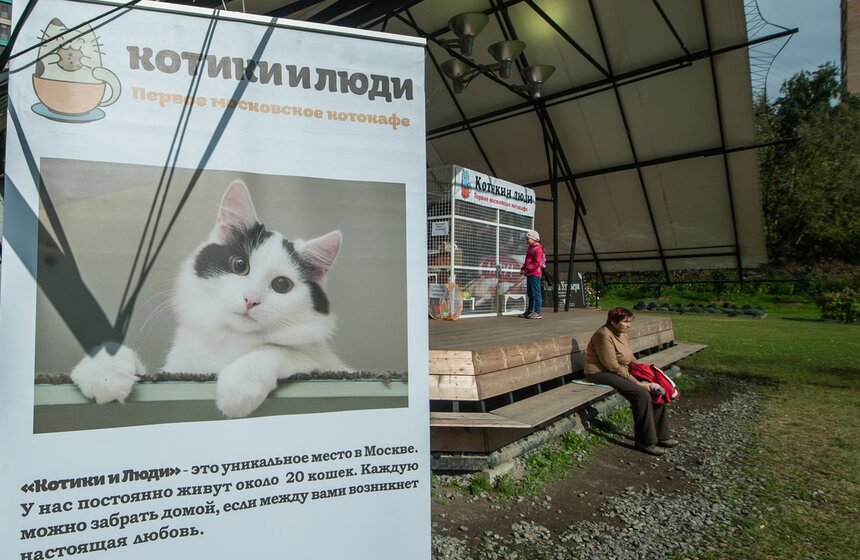 В Аптекарском огороде открылось котокафе "Котики и люди" 1 фото