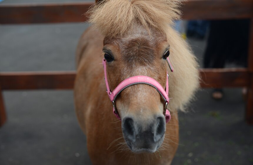 В Измайловском и Перовском парках состоялось конное шоу 6 фото