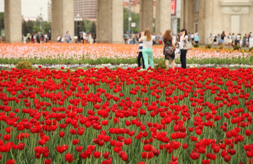 Цветочная инсталляция в парке Горького 2 фото