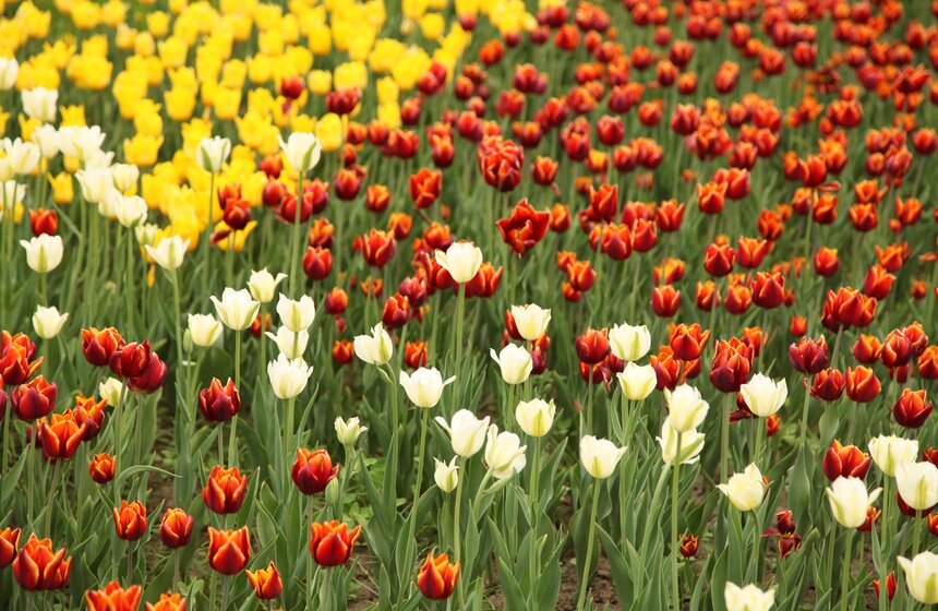 Цветочная инсталляция в парке Горького 3 фото