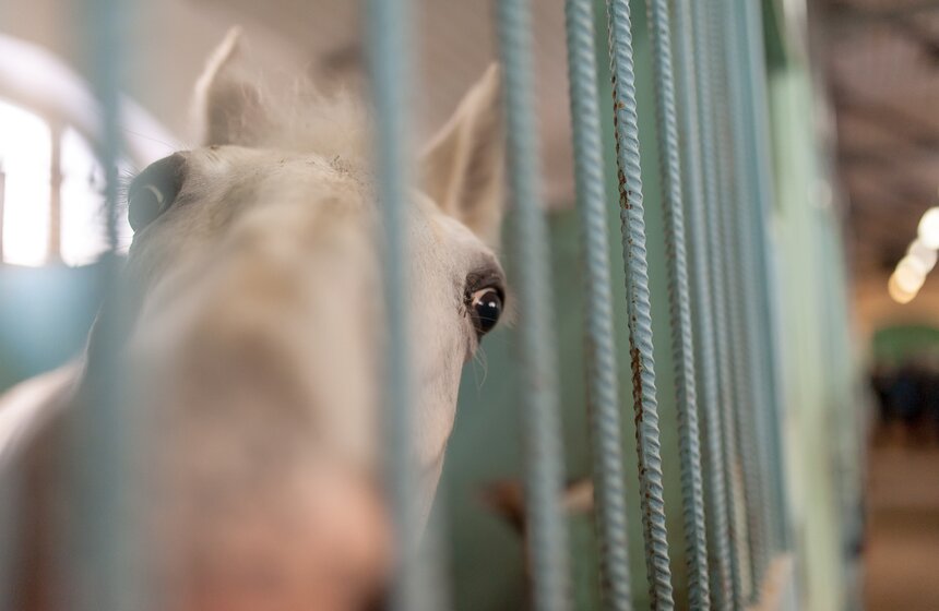Солярии для лошадей конной полиции 22 фото