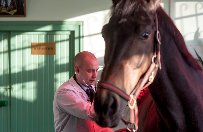 Солярии для лошадей конной полиции 16 фото