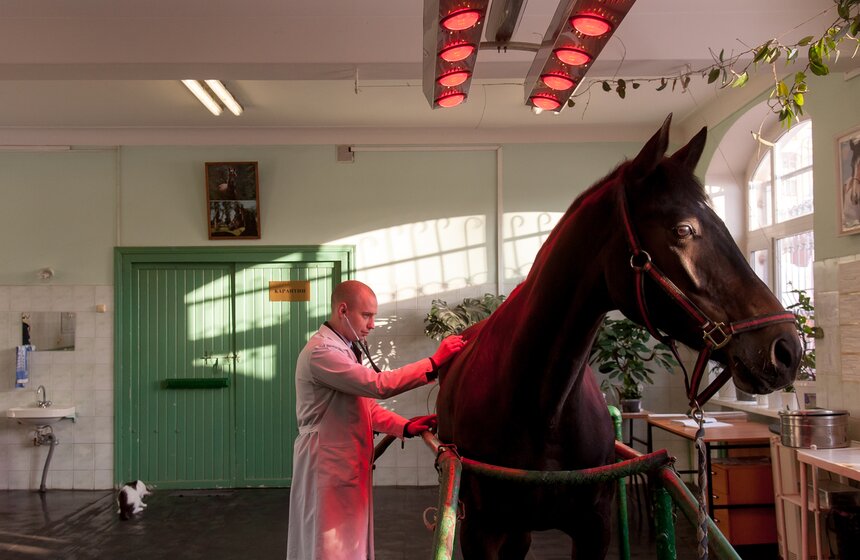 Солярии для лошадей конной полиции 15 фото