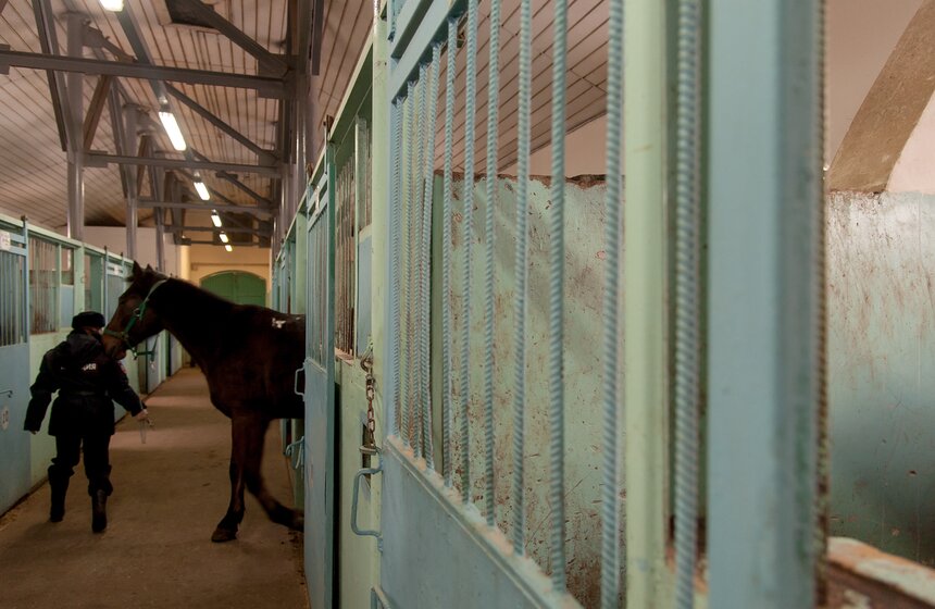 Солярии для лошадей конной полиции 17 фото
