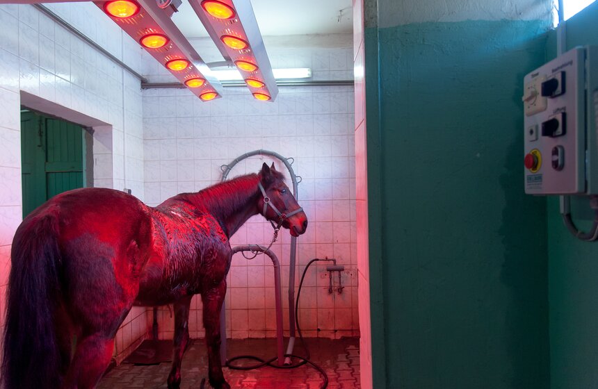 Солярии для лошадей конной полиции 20 фото