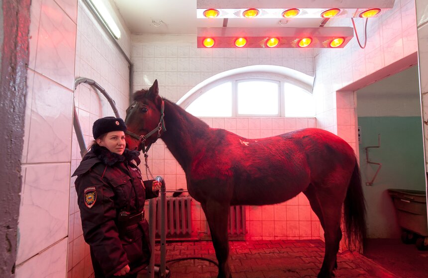 Солярии для лошадей конной полиции 18 фото