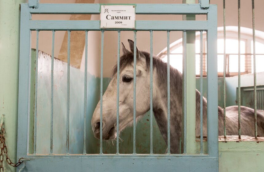 Солярии для лошадей конной полиции 21 фото