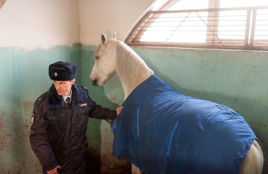 Солярии для лошадей конной полиции 25 фото
